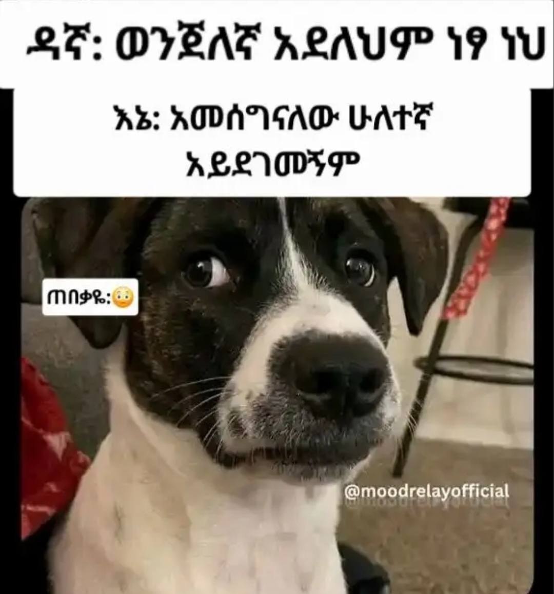 ፃ ነህ ለህም ዐሰግናለ አይደገመኝም አመሰግ ወን እኔ፡ አ 9 iu AUP DASA needy AODAM ABLA